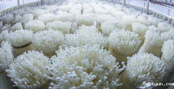 食用菌车间设计装修 食用菌车间设计装修